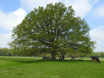 Duivelshof